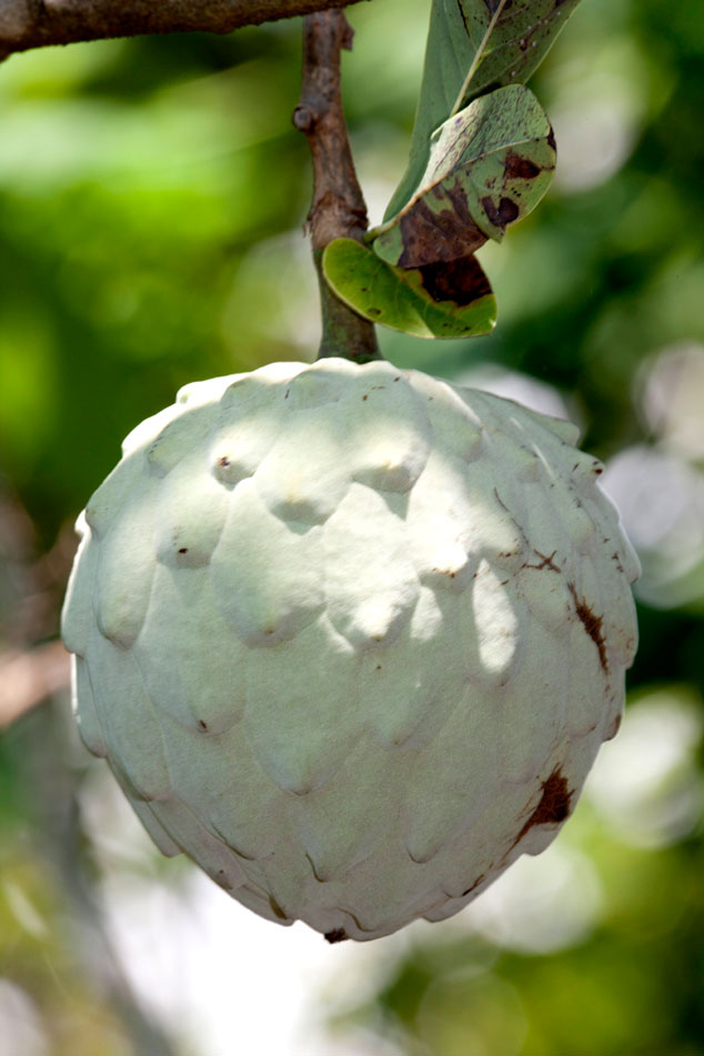 Sugar apple, Chirimoya, Annona squamosa fruit from the tree with the distinctive pale color. Photo by Nicholas Hellmuth.